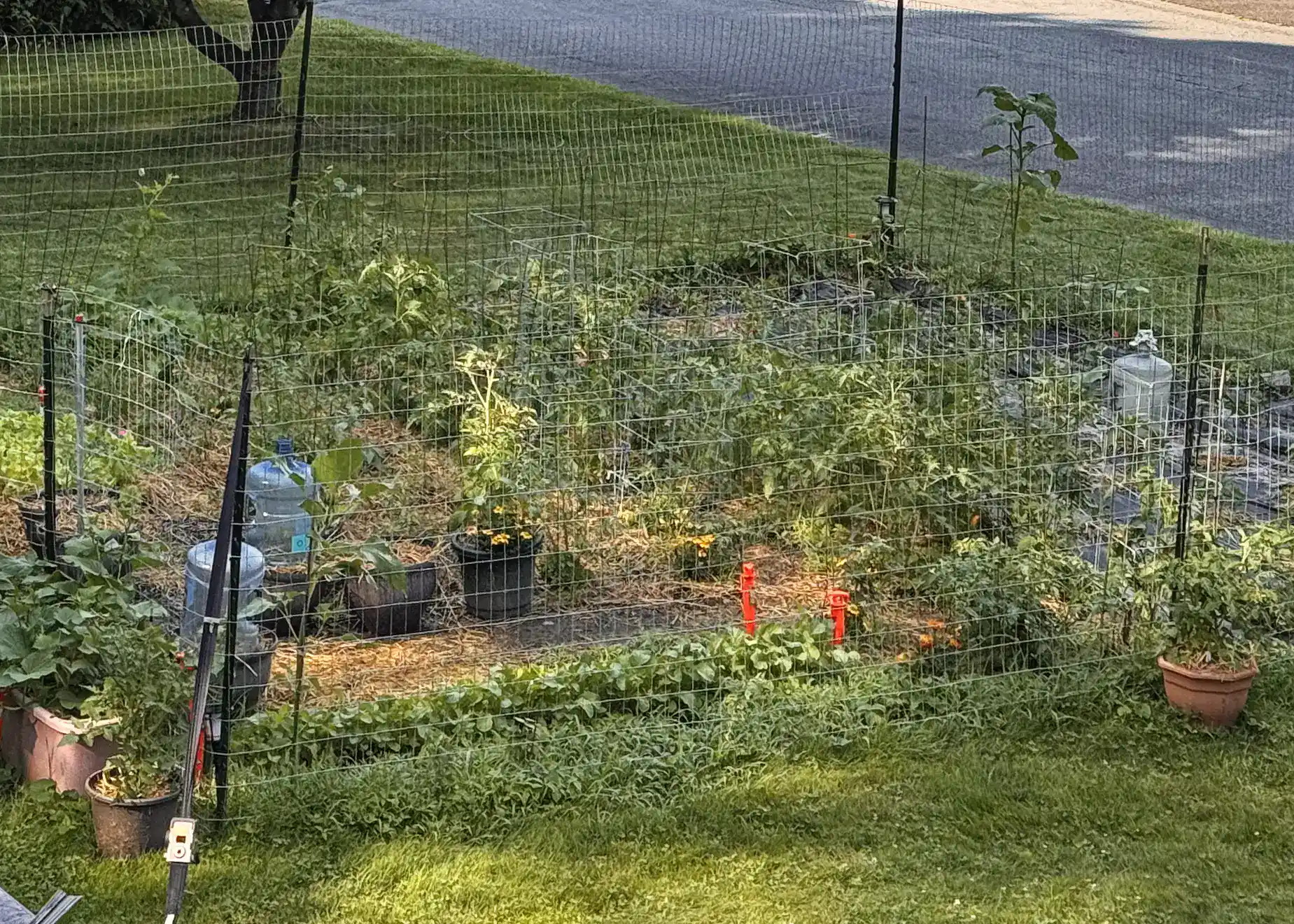 Park Seed Tomato Cage