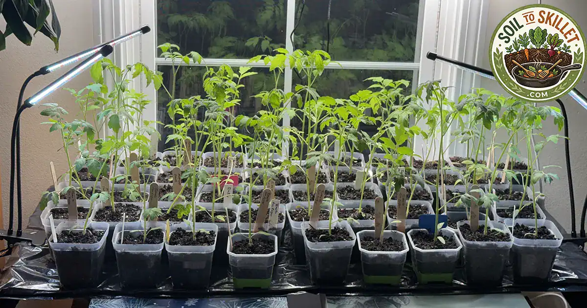 Healthy green seedlings growing in clear square 4-inch nursery pots showing visible root structure.
