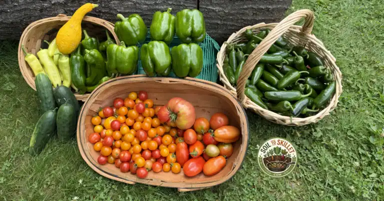 A fresh home garden harvest of colorful sweet peppers and crisp leaf lettuce in a basket